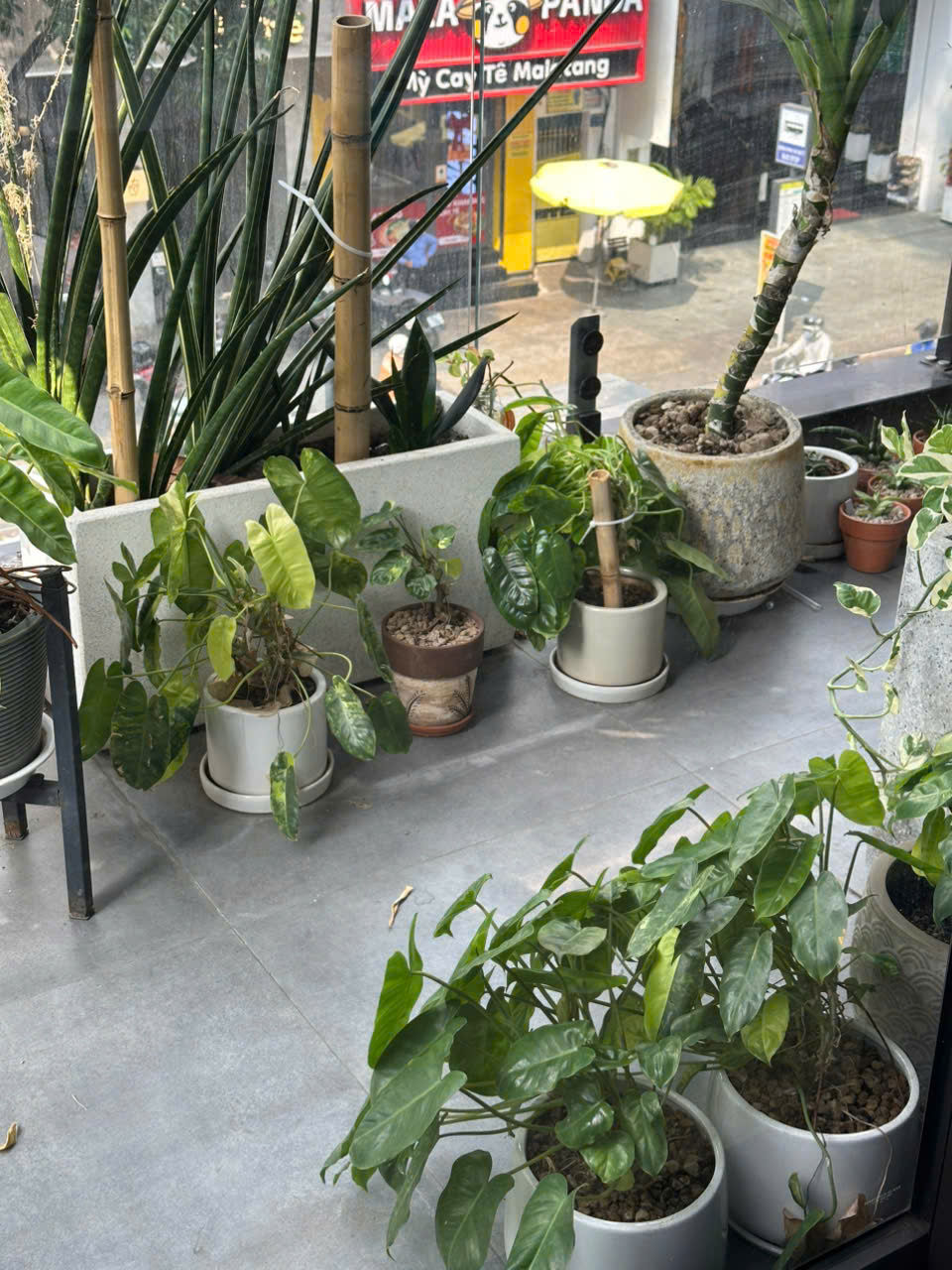 Loài cây dòng Philodendron Burle Marx Variegated được trồng tại Đước Việt