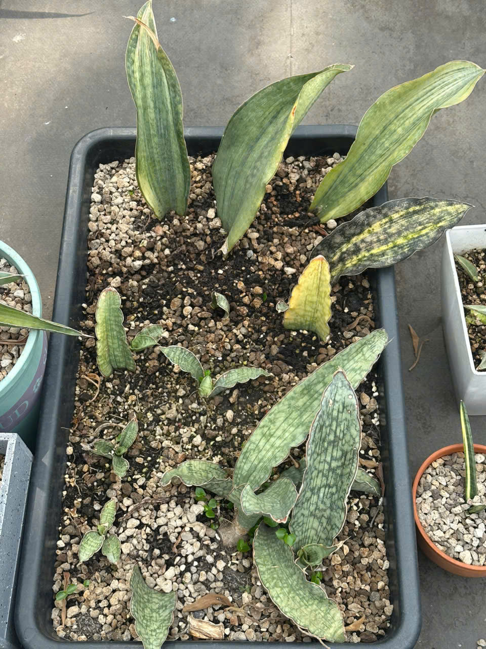 Các dòng lưỡi hổ khác cũng có thể dùng phương pháp giâm lá.