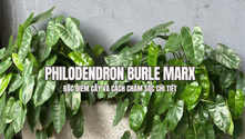 Philodendron Burle Marx - Đặc điểm cây và cách chăm sóc chi tiết