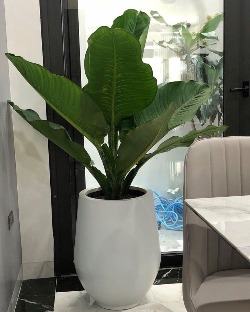 Cây thích nghi tốt trong môi trường nội thất. Nguồn: Sưu tầm.