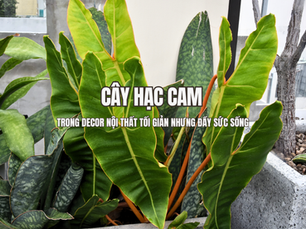 Cây Hạc Cam là một dòng cây xanh nội thất mang tinh thần nhẹ nhàng và tự nhiên, phù hợp với những không gian đề cao sự tối giản trong thiết kế. Không cần hình thái quá cầu kỳ hay nổi bật, cây vẫn tạo được điểm nhấn riêng nhờ sắc xanh dịu mắt và dáng phát triển hài hòa.