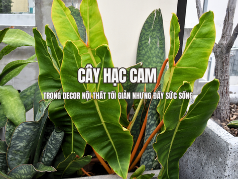 Cây Hạc Cam là một dòng cây xanh nội thất mang tinh thần nhẹ nhàng và tự nhiên, phù hợp với những không gian đề cao sự tối giản trong thiết kế. Không cần hình thái quá cầu kỳ hay nổi bật, cây vẫn tạo được điểm nhấn riêng nhờ sắc xanh dịu mắt và dáng phát triển hài hòa.
