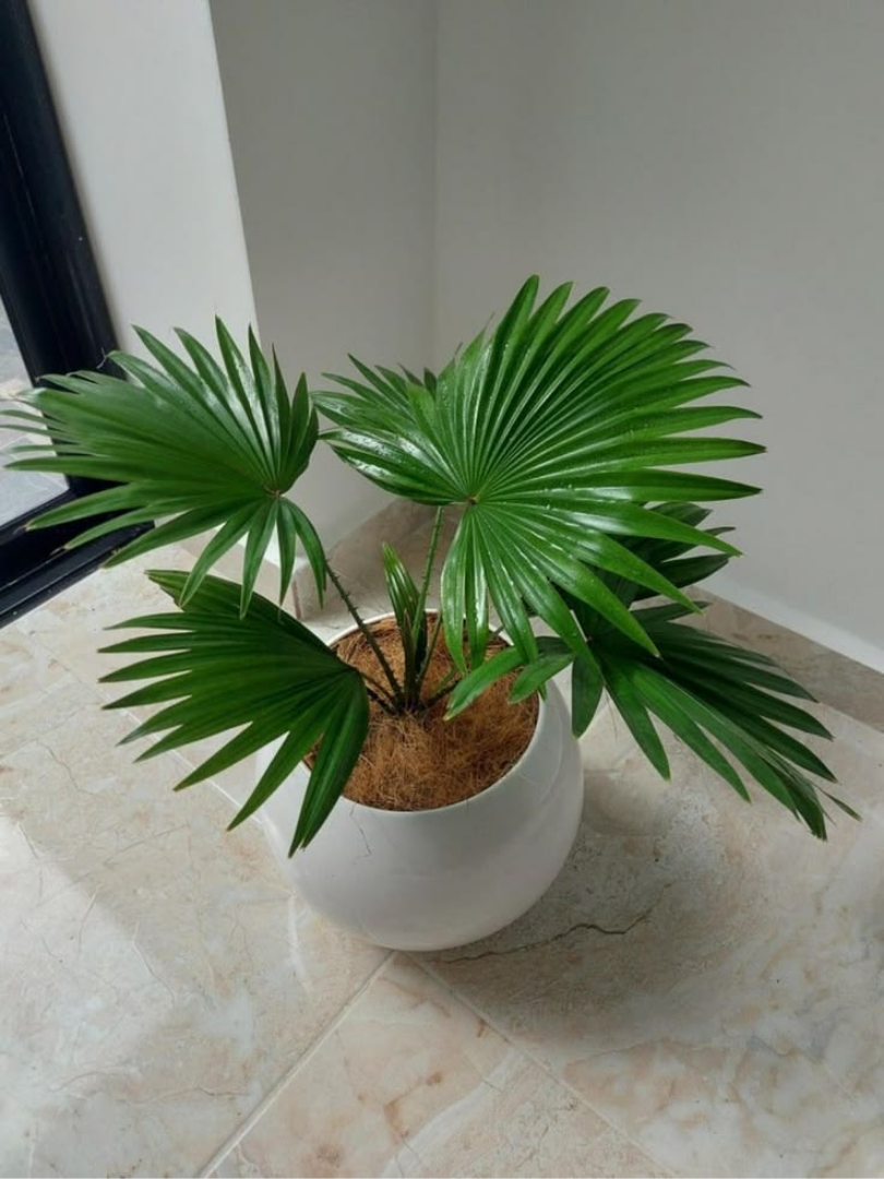 Cây Cọ Nhật. Nguồn: Sưu tầm.