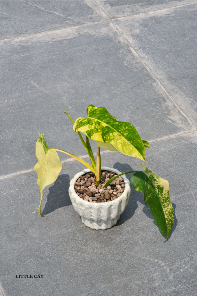 Philodendron Domesticum Variegata. Ảnh: Little Cây.