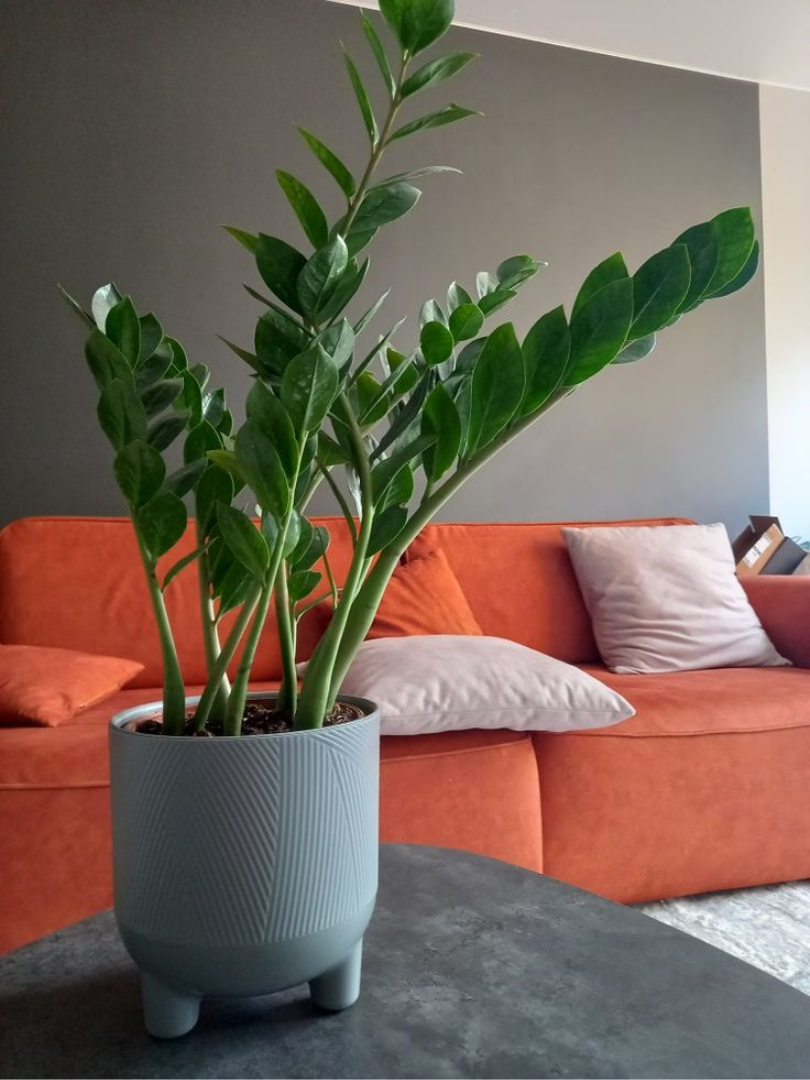 Loại cây dễ chăm sóc, chịu được điều kiện thiếu sáng và ít cần tưới nước. Nguồn: Sưu tầm.