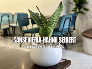Khám phá Sansevieria Hahnii Seibert : Đặc điểm và hướng dẫn chăm sóc