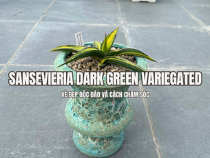 Sansevieria Dark Green Variegated nổi bật với những phiến lá mang sắc xanh đậm kết hợp cùng các mảng màu loang tự nhiên, tạo nên diện mạo khác biệt so với những dòng lưỡi hổ có màu lá đồng nhất. Lá cây có dáng thẳng, bề mặt dày và cứng, mọc tập trung từ phần gốc giúp tổng thể giữ được sự gọn gàng nhưng vẫn có điểm nhấn rõ rệt. Những đường nét và mảng màu trên lá càng làm tăng vẻ sinh động khi cây được đặt trong chậu trang trí.