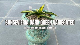 Sansevieria Dark Green Variegated nổi bật với những phiến lá mang sắc xanh đậm kết hợp cùng các mảng màu loang tự nhiên, tạo nên diện mạo khác biệt so với những dòng lưỡi hổ có màu lá đồng nhất. Lá cây có dáng thẳng, bề mặt dày và cứng, mọc tập trung từ phần gốc giúp tổng thể giữ được sự gọn gàng nhưng vẫn có điểm nhấn rõ rệt. Những đường nét và mảng màu trên lá càng làm tăng vẻ sinh động khi cây được đặt trong chậu trang trí.