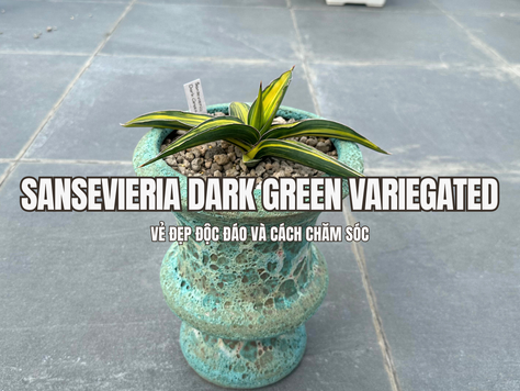 Sansevieria Dark Green Variegated nổi bật với những phiến lá mang sắc xanh đậm kết hợp cùng các mảng màu loang tự nhiên, tạo nên diện mạo khác biệt so với những dòng lưỡi hổ có màu lá đồng nhất. Lá cây có dáng thẳng, bề mặt dày và cứng, mọc tập trung từ phần gốc giúp tổng thể giữ được sự gọn gàng nhưng vẫn có điểm nhấn rõ rệt. Những đường nét và mảng màu trên lá càng làm tăng vẻ sinh động khi cây được đặt trong chậu trang trí.