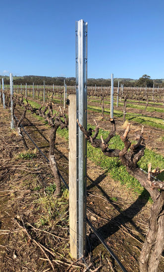 Ocloc B  rammed at Tinlins Vineyard .jpg