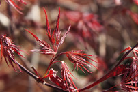 RedLeaves.jpeg
