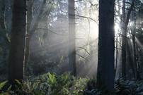 SunThroughTrees.jpeg