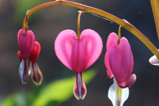 Bleeding Hearts