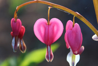 BleedingHearts.jpeg