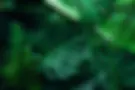 Palms.webp