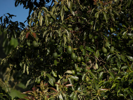 Is agriculture destroying Biodiversity? A Case Study on the Costa Rican Coffee Plantations