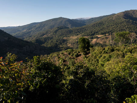 Ready to Explore Costa Rican Coffee Quality?