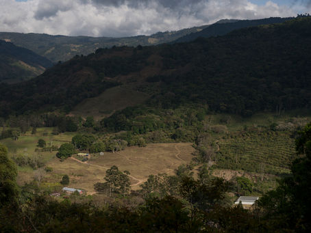 8 Facts about Costa Rican Coffee Beans