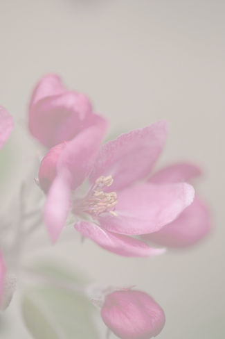 Peach Blossoms_edited.jpg