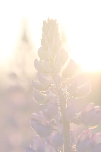 Sunset Lupine_edited.jpg