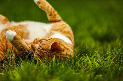 Orange and white tiger striped cat Gus loves rolling in the grass