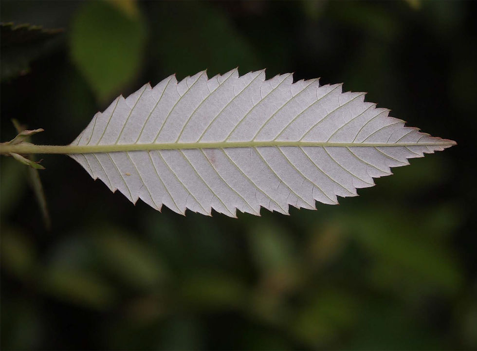 Callicoma serratifolia