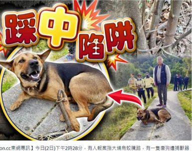 A dog victim hurt by illegal animal trap in HK
