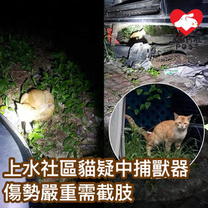 a cat victim hurt by illegal animal trap in HK