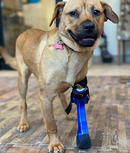 Custom made partial front-limb prosthetic