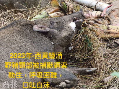 a wild boar victim hurt by illegal animal trap in HK