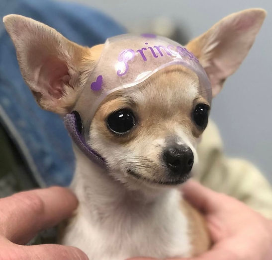 Custom made animal cranial helmet