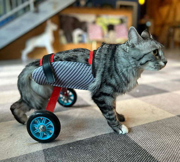 CustomMobilityCart for Cat