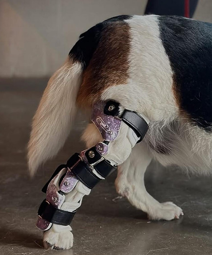 Dog with Stifle Brace
