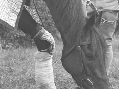 MillReef_theThoroughbred