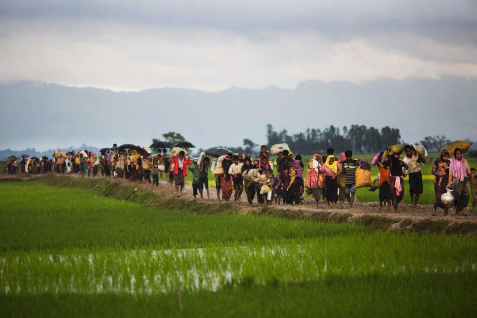 Rohingya walk through rice fields in Bangladesh