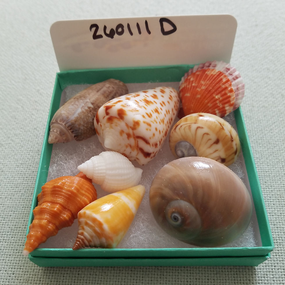 Thumbnail: Collectible SWFL Sea Shell Package - Albino Nutmeg