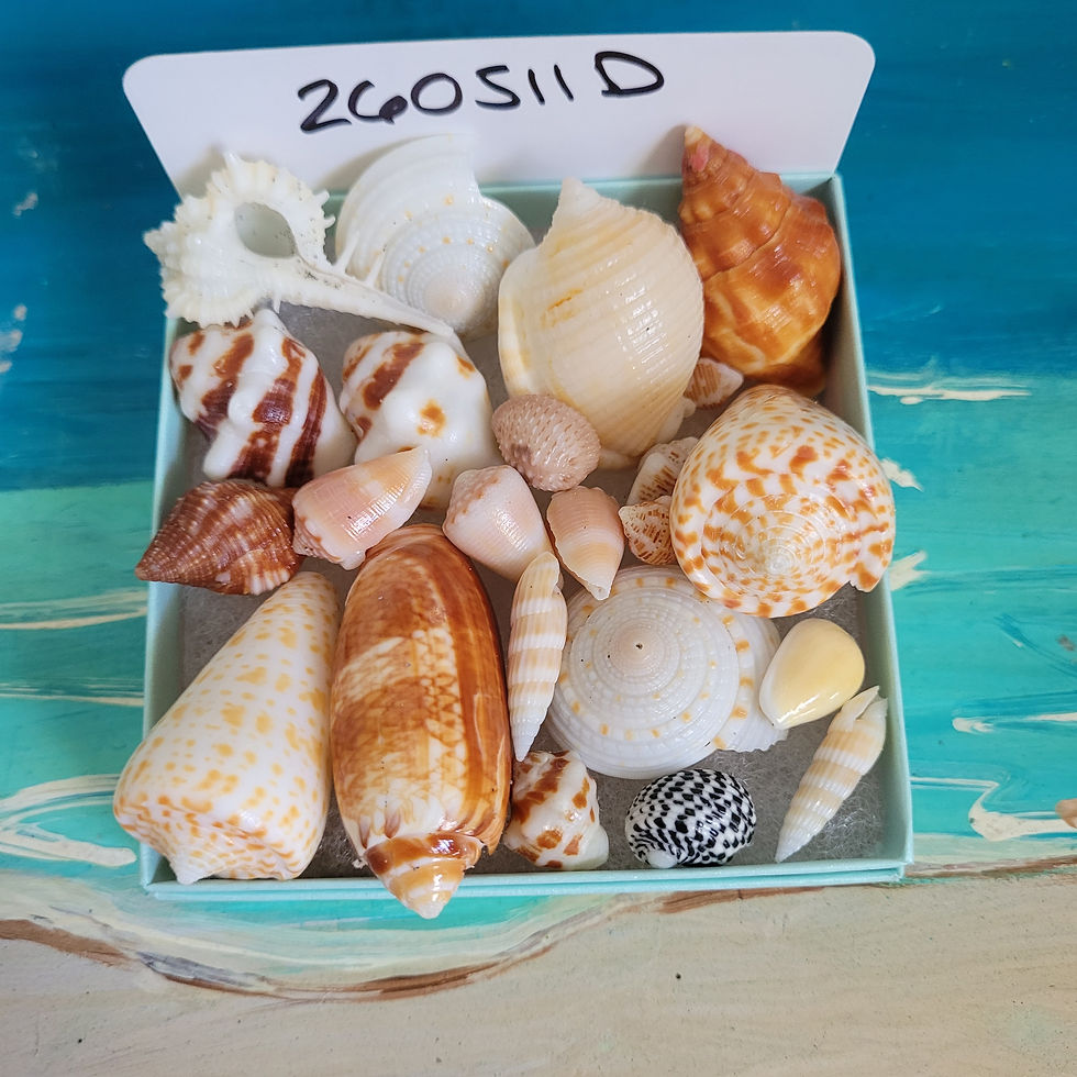 Thumbnail: Collectible East Coast Sea Shell Package