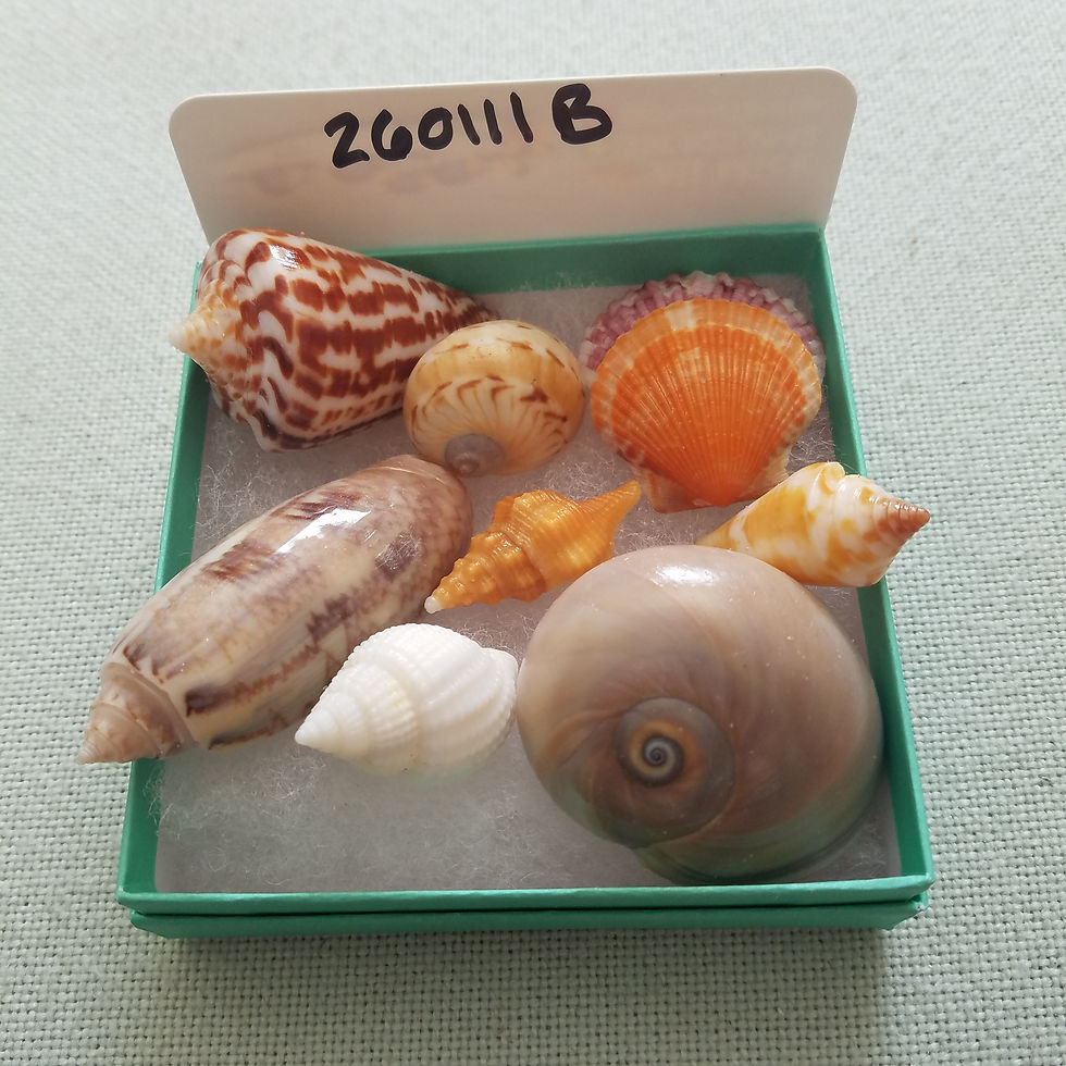 Thumbnail: Collectible SWFL Sea Shell Package - Albino Nutmeg