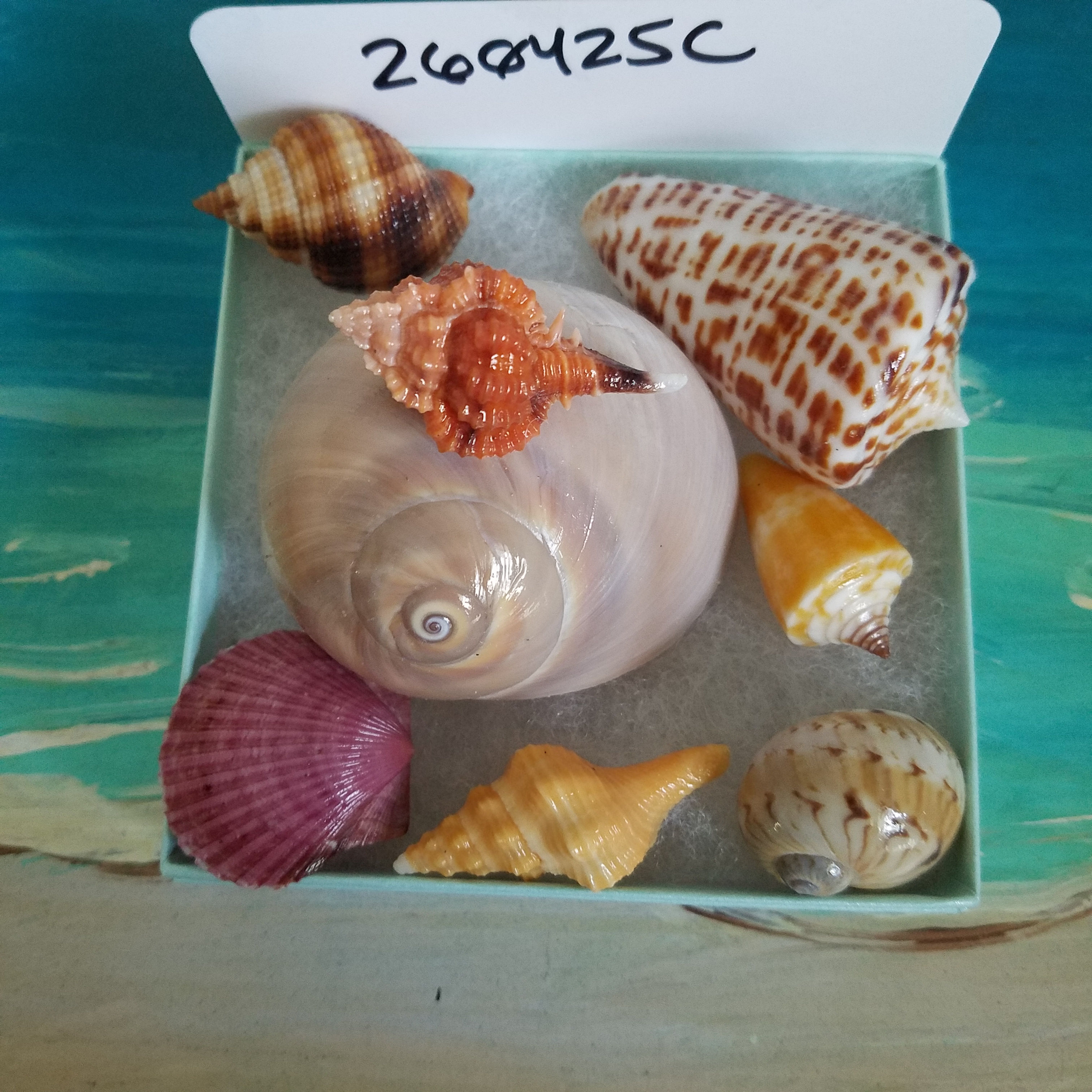 Collectible SWFL Sea Shell Package - Rose Murex
