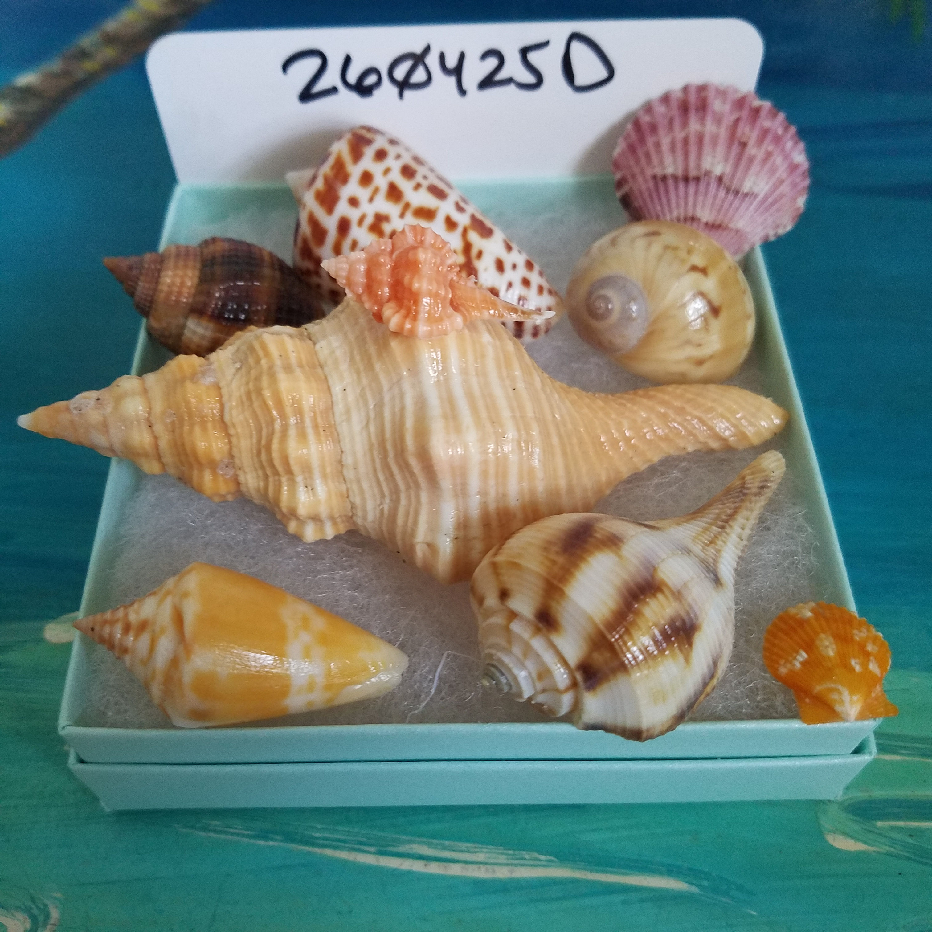 Collectible SWFL Sea Shell Package - Rose Murex