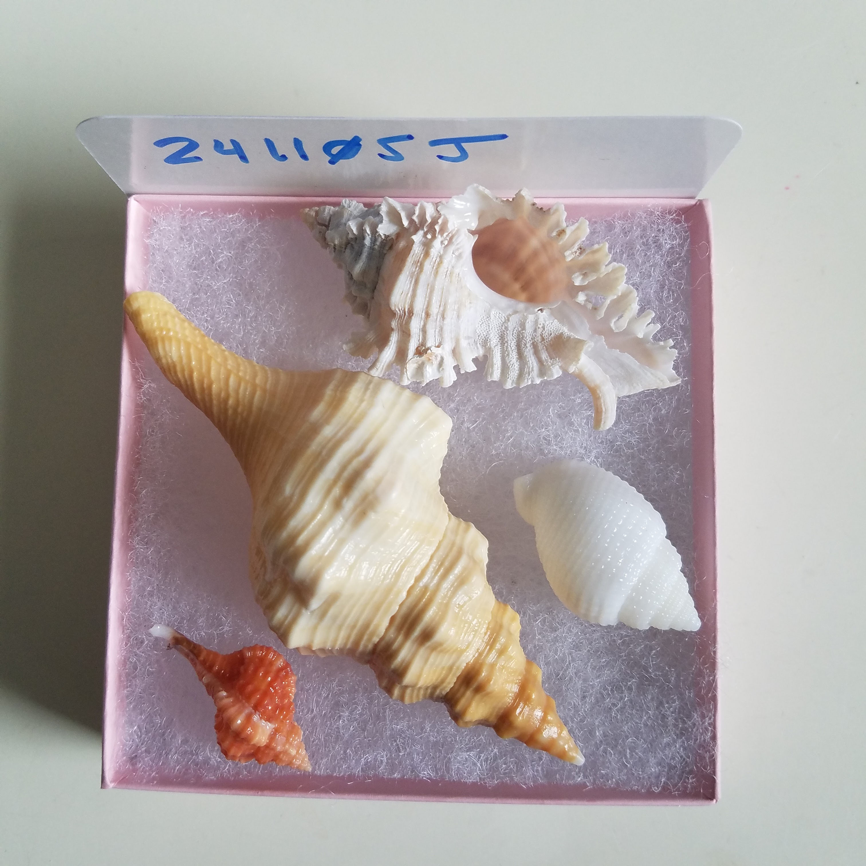 Rare Collectible SWFL Sea Shell Package - Albino Nutmeg