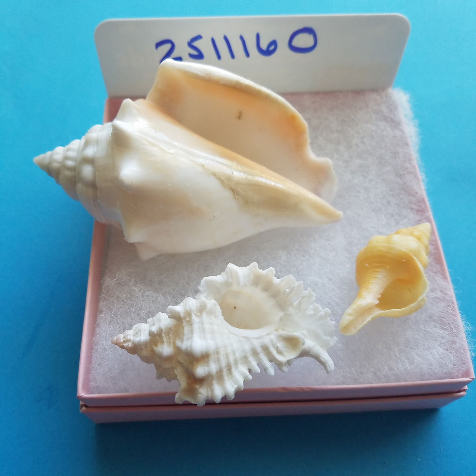 Thumbnail: Collectible SWFL Sea Shell Package - Peachy Albino FFC