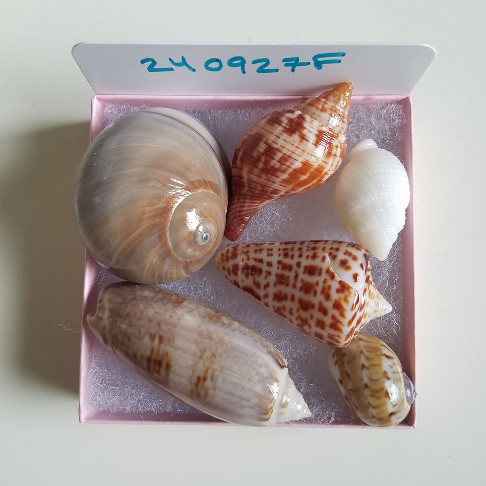 Thumbnail: Collectible SWFL Sea Shell Package - Albino Nutmeg