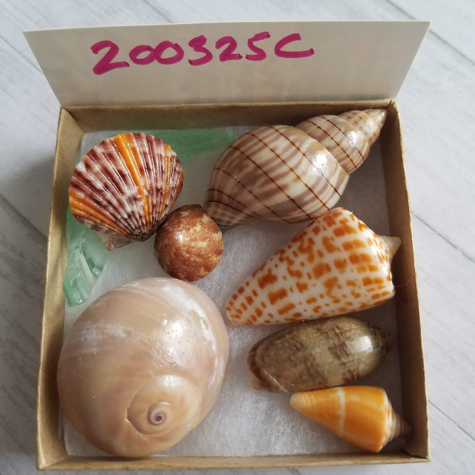 Thumbnail: Collectible SWFL Sea Shell Package - Sea Glass Shark Eye Cones