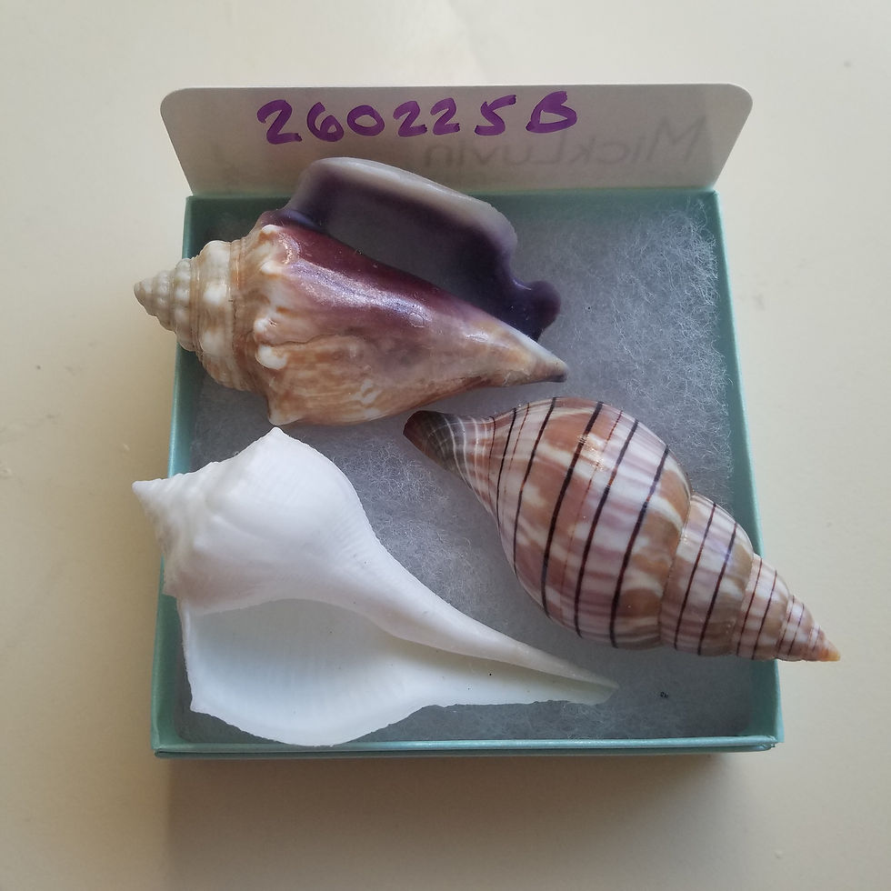 Thumbnail: Collectible SWFL Sea Shell Package - Albino Lightning Whelk