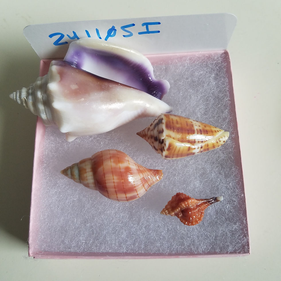 Thumbnail: Rare Collectible SWFL Sea Shell Package - Purple-Lip FFC
