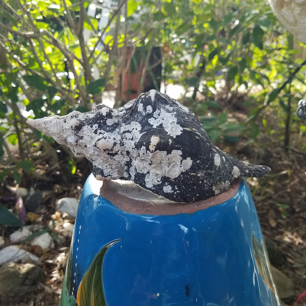 Seashells of SWFL Shell Packages for Sale