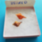 Thumbnail: Collectible SWFL Sea Shell Package -  Two Rose Murex