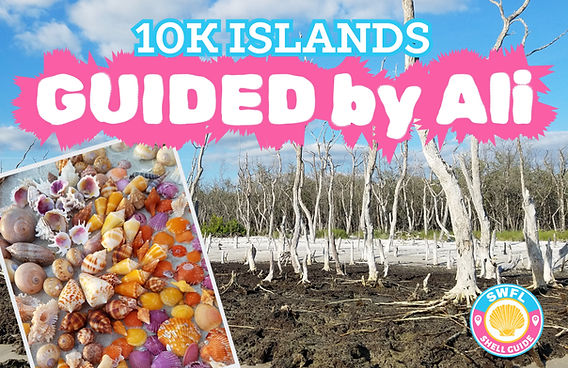 Guided 10k Islands Shelling