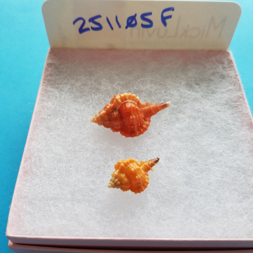 Bryson Shell Package Collectible SWFL Sea Shell Package - Two Rose Murex | swflshellguide